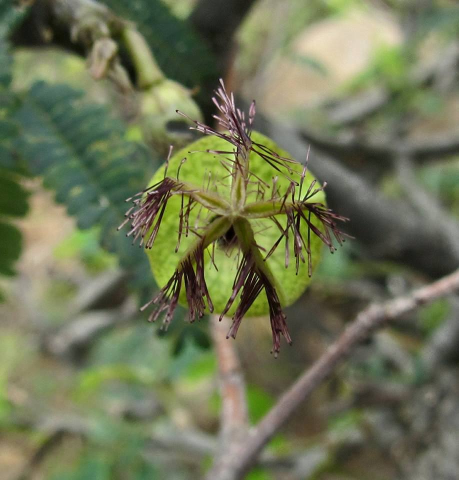 Ceropegia juncea Ceropegia juncea